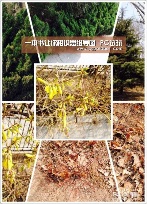 一本书让你相识思维导图-PG试玩(图4) PG中心